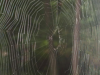 Spider web #2