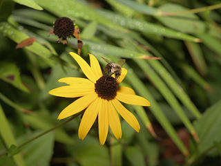 Bee and black eyed susan #2