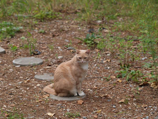 You peasant, you may approach the throne