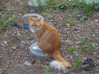 His royal fluffiness