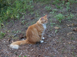 His royal fluffiness #2