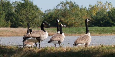 Goose crossing