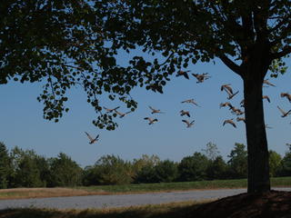 Flying geese