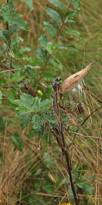 Milkweek about ready to spread its seeds