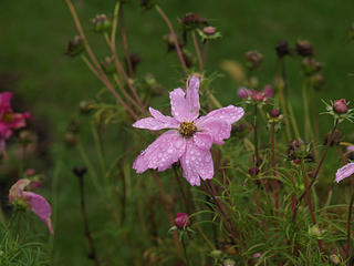 Flower in the rain #2