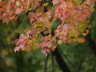 Fall leaves #2