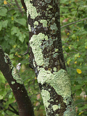 Lichen