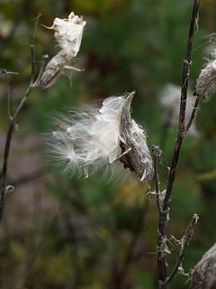Milkweed
