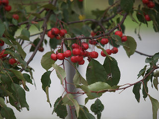 Crabapples