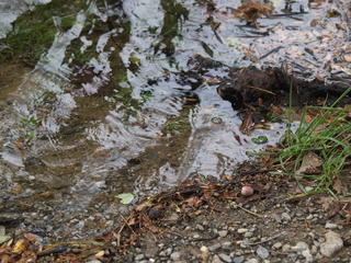 Water lapping the shore