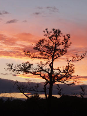 Sunset tree
