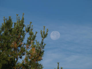 Tree and moon