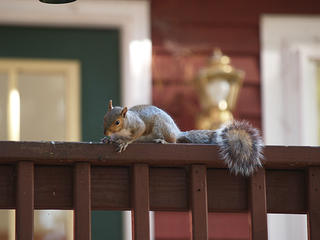 Squirrel #2