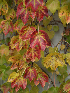 Red and yellow leaves