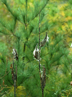 Milkweed #5
