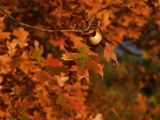 Oak leaves