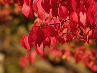 Red leaves