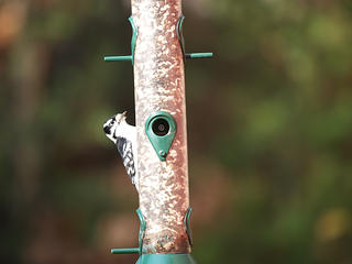 Bird at feeder