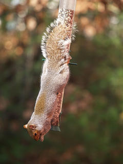 Squirrel #3