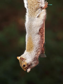Squirrel #4