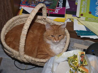 Basket cat