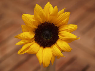 Sunflower #2