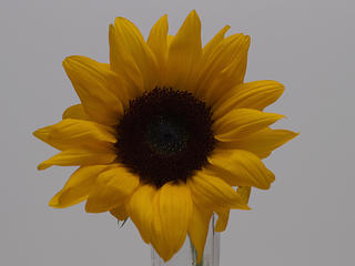 Sunflower #3