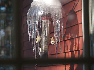 Birds through a window