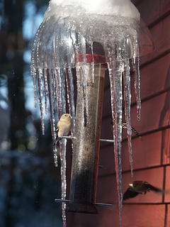 Birds at the feeder