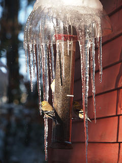 Birds at the feeder #2