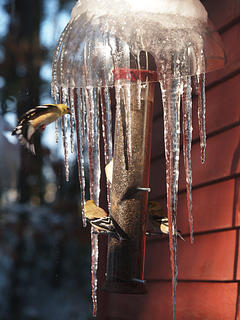 Can I join you for dinner?