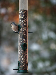 Bird at feeder