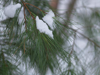 Snow on branches