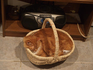 America in his basket