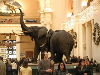 Elephants in the Field museum