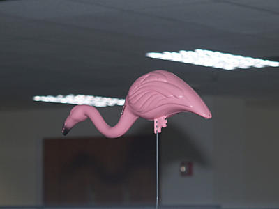 Pink flamingo