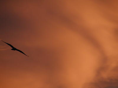 Bird at sunrise