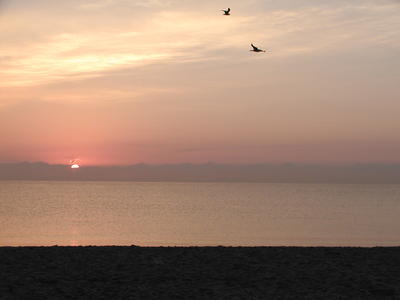 Birds at sunrise
