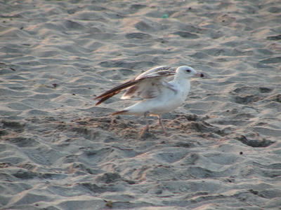 Seagull #2