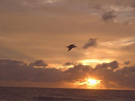 Bird at sunrise #6