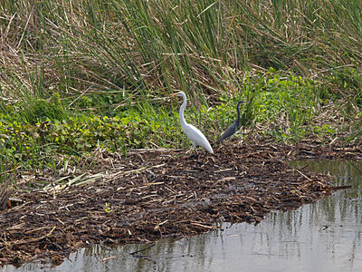 Egrets