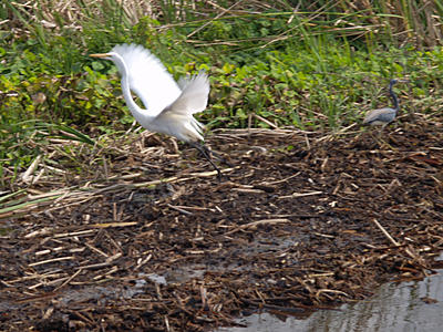 Egrets #2