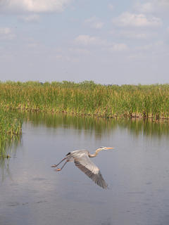 Great Blue Heron #5