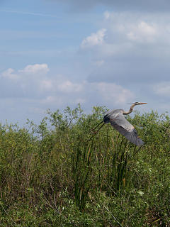 Great Blue Heron #7