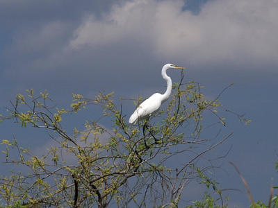 Egret