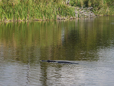 Alligator #2