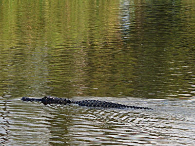 Alligator #3