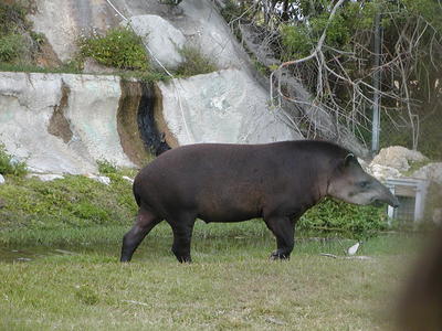 Tapir