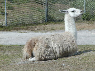 Llama