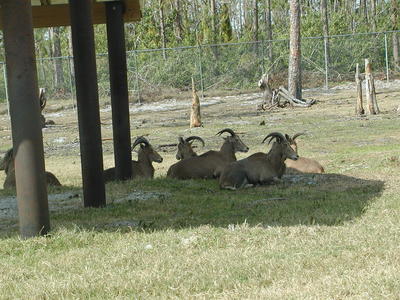 I called this meeting to discuss our lion problem....